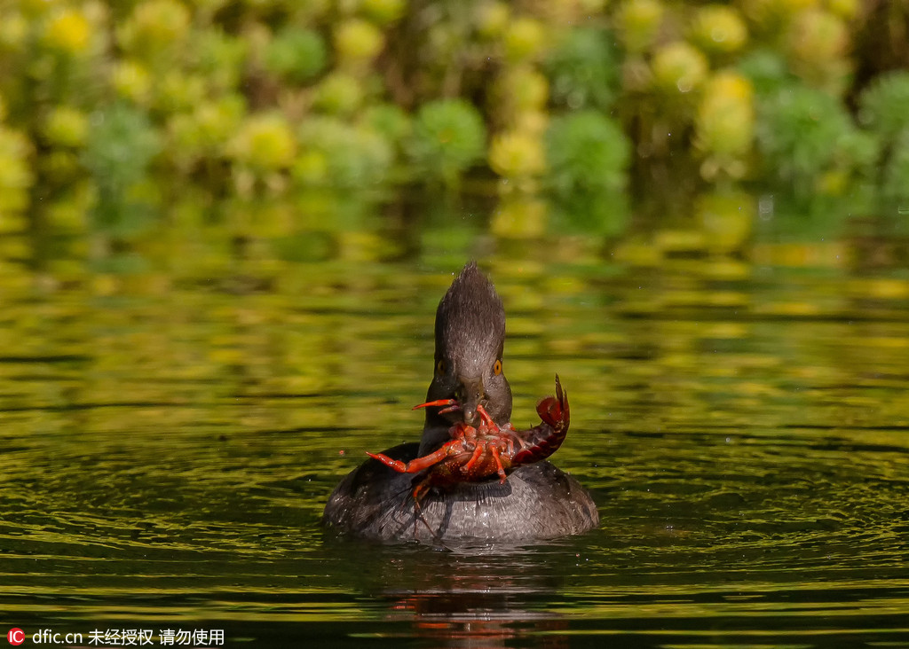 雌鸭爱吃小龙虾 摄影师抓拍疯狂捕食瞬间