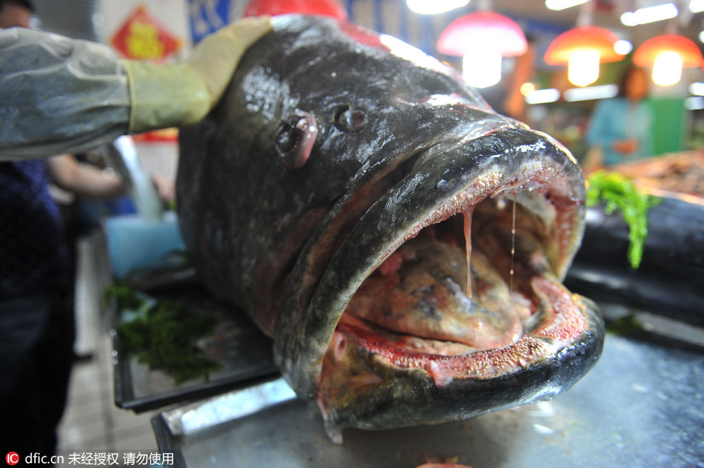 青岛海鲜市场惊现305斤巨型石斑鱼