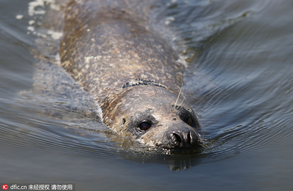 日照发现受伤海豹图片_WWW.66152.COM