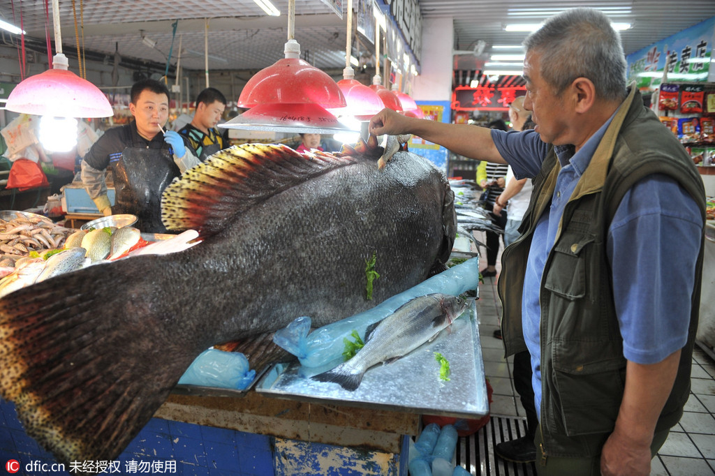 青岛惊现305斤巨型石斑鱼 血盆大口面目狰狞