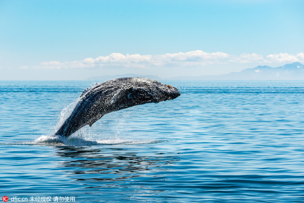 30吨座头鲸跃出海面 身体竟能与水面保持平行