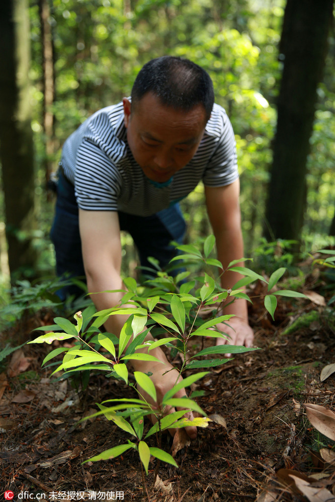 重庆云阳近万株濒危野生楠木林树龄或达100年4