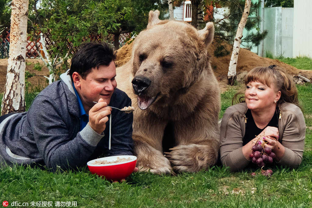 俄罗斯夫妇养270斤熊孩子23年 每天同桌进餐