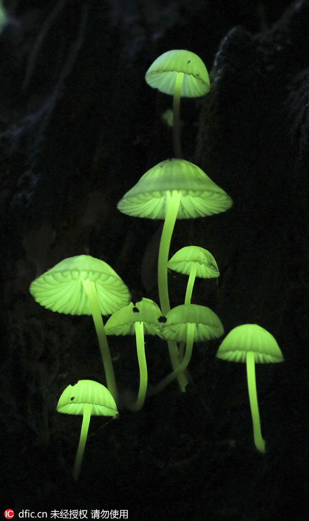 日本生长发光蘑菇 梦幻绿光似“夜色精灵” 【2】