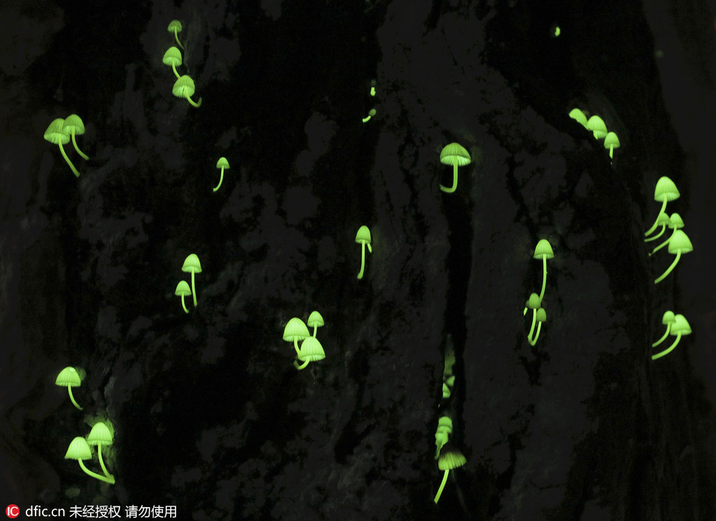 日本生长发光蘑菇 梦幻绿光似“夜色精灵” 
