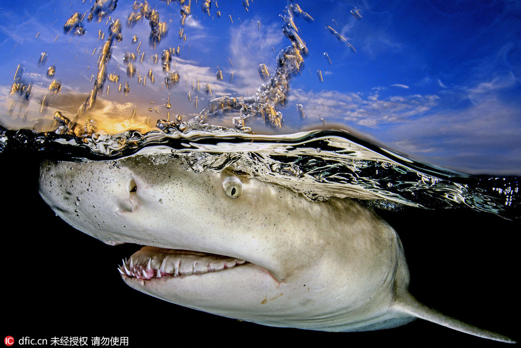 摄影师近距离拍摄巨鲨血盆大口獠牙锯齿令人生畏