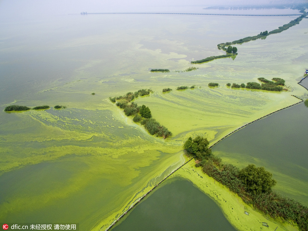 江苏无锡：太湖蓝藻蔓延 远望一片绿如调色盘【2】