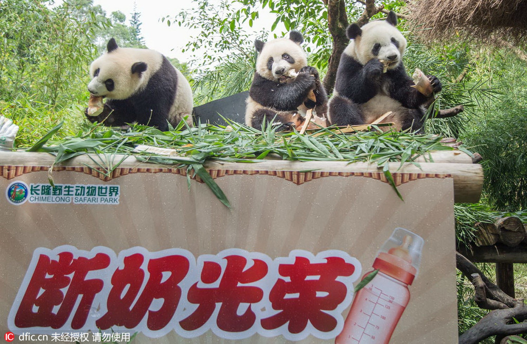 全球唯一熊猫三胞胎顺利断奶 喜领光荣戒奶证
