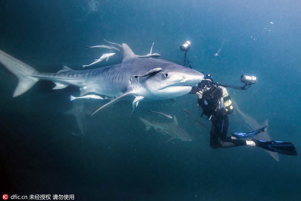 嗨伙计！摄影师潜水与虎鲨面对面相遭遇