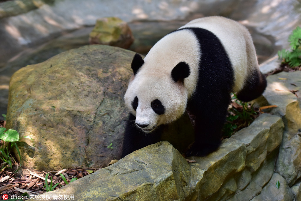 广州38度高温 国宝熊猫趴冰块避暑纳凉