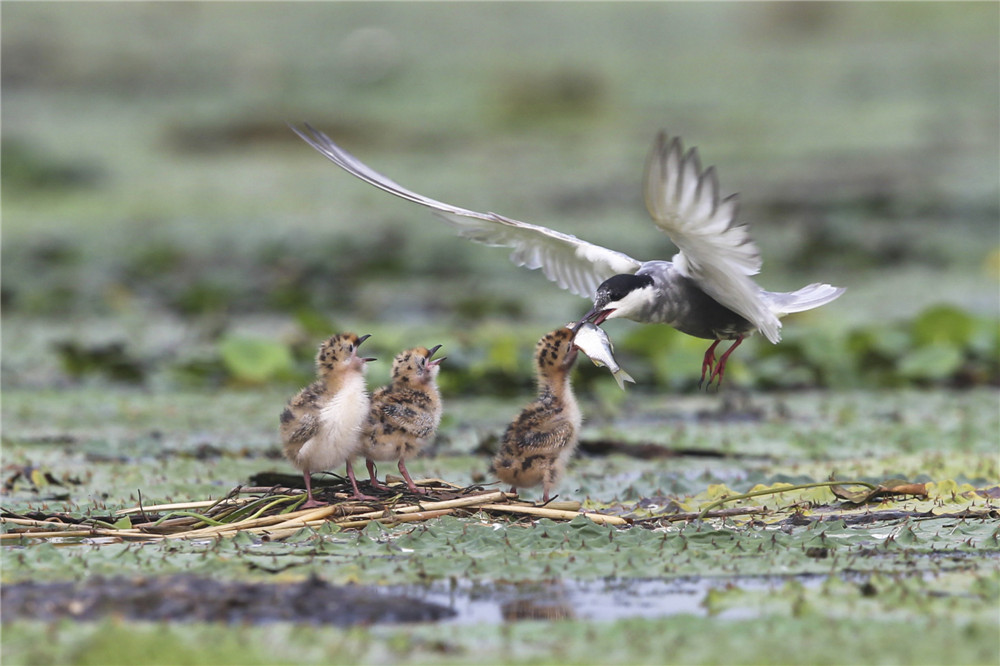 ��ʳ����