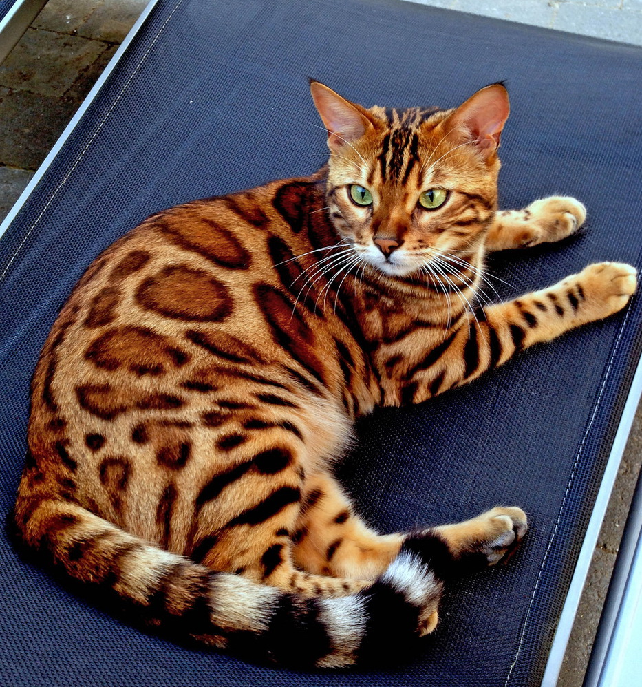 王者风范！孟加拉猫因长相酷似“小老虎”突然走红