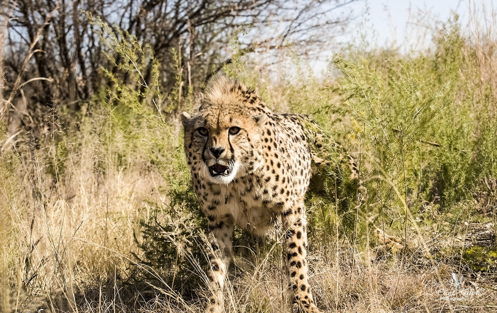 南非猎豹1.5米距离突袭摄影师凶相毕露