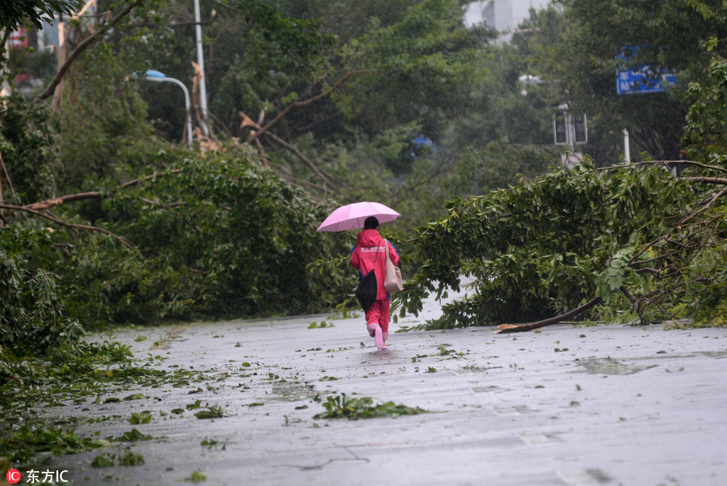 14号台风莫兰蒂过境厦门 大树倒地犹如战后