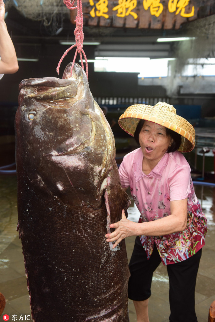海南渔民捕获236斤重特大石斑鱼 4名成年男子才能扛起【2】