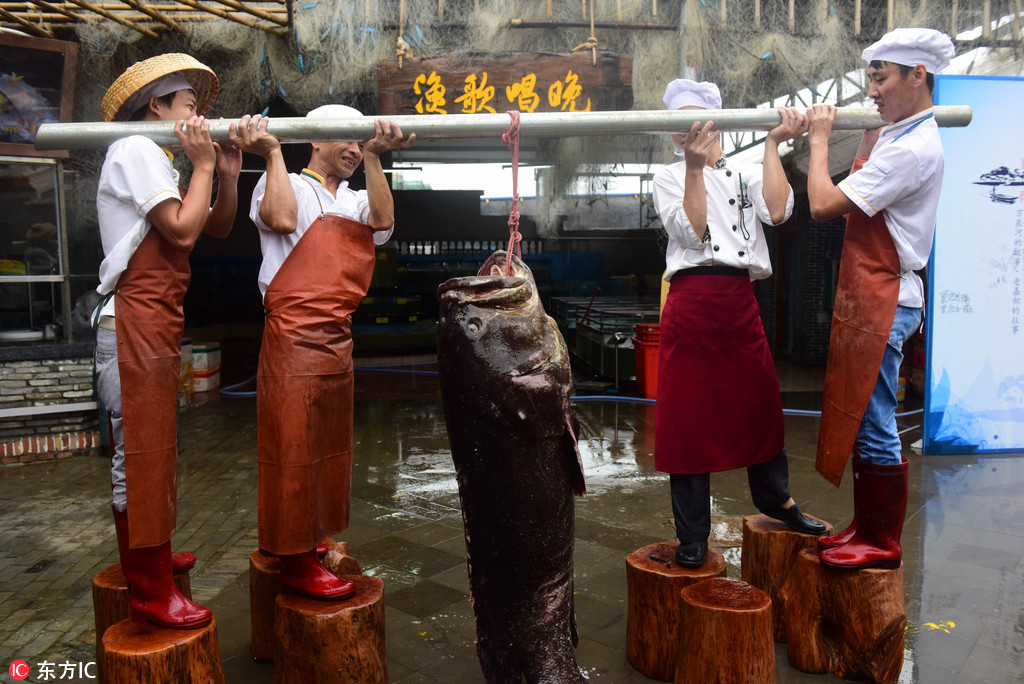 海南渔民捕获236斤重特大石斑鱼 4名成年男子才能扛起