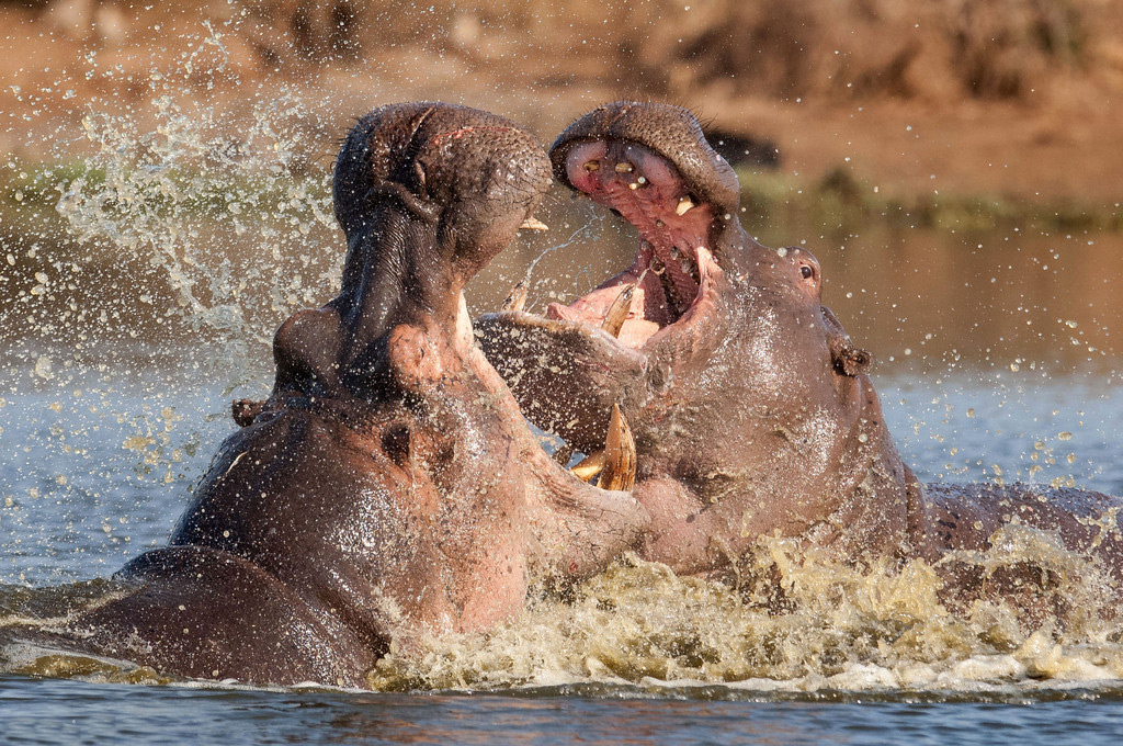 南非克鲁格国家公园的两头雄性河马狭路相逢，它们为争夺领地以及与雌性河马的交配权，展开了一场惨烈的战斗。只见它们张开血盆大口，用牙齿当武器，朝对方猛咬下去，鲜血就像喷泉一样涌出。这一精彩的画面是由摄影师Tony Dilger所拍摄的。