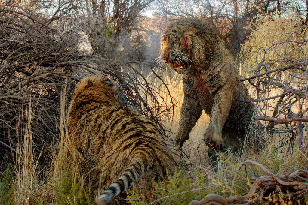 德国摄影师马里恩-沃尔伯恩在南非拍摄到两只老虎为争抢地盘打架，打到血流满面仍不愿撒手的激烈场面。这组照片是在伦多勒兹野生动物保护区内著名的？#32769;虎峡谷？#25293;摄的。当时，一只老虎突然挥爪打向另一只老虎的颈部，以为另一只老虎已经被咬死了，所以它停止了撕咬，但被咬的那只立刻抓住机会反击。它们就这么不停地追打撕咬，经过45分钟的打斗之后，胜负终于分出，更年轻、更强壮的那只老虎取得了胜利。两只老虎虽然都受了伤，但没有生命危险。