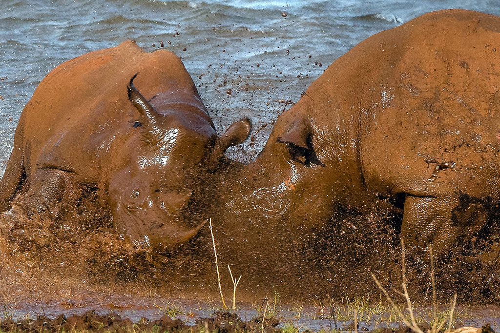 荷兰业余摄影师Richard de Lange在南非拍到了两头犀牛为争夺领土在泥潭打斗的精彩画面。两头黑犀牛的牛角勾在一起，在泥潭里互不相让，争夺近一小时，最终，较年轻的犀牛败下阵来，灰溜溜的离开，年长的犀牛则得意洋洋的在泥潭里洗了个澡，表明自己对这块领土的所有权。