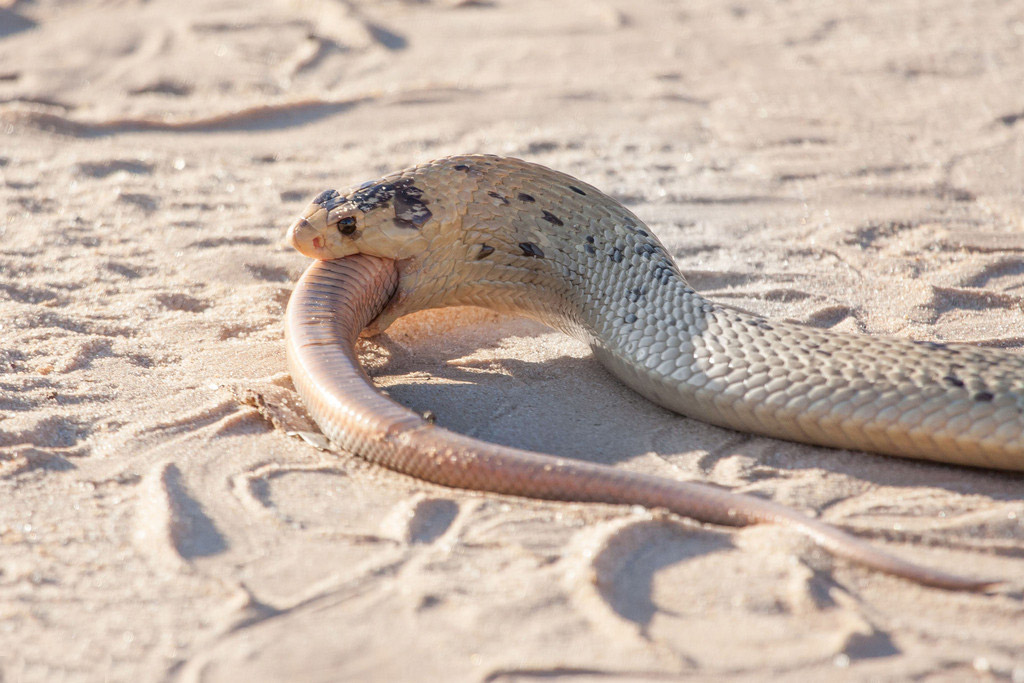 摄影师南非拍眼镜蛇捕食同类 艰难吞咽吃了近一小时【6】