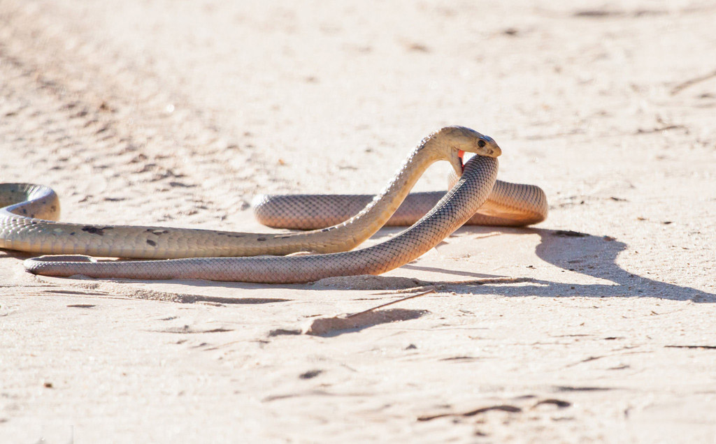 摄影师南非拍眼镜蛇捕食同类 艰难吞咽吃了近