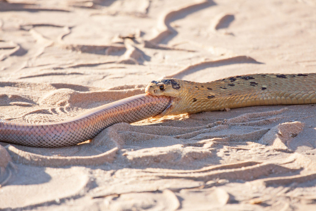 摄影师南非拍眼镜蛇捕食同类 艰难吞咽吃了近一小时【5】