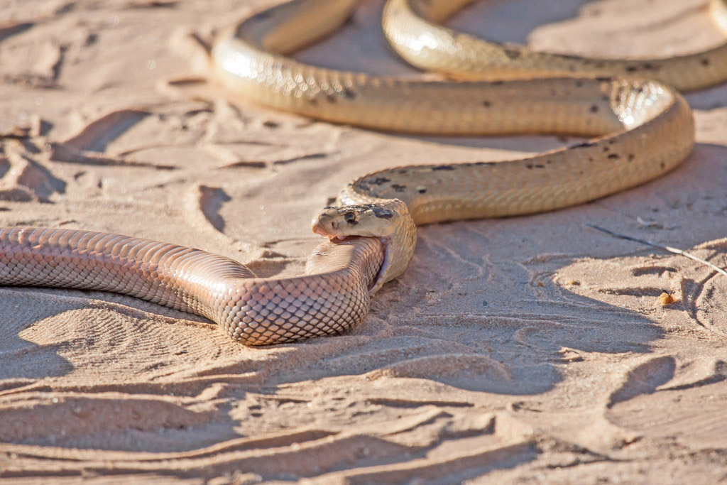 摄影师南非拍眼镜蛇捕食同类 艰难吞咽吃了近一小时【4】