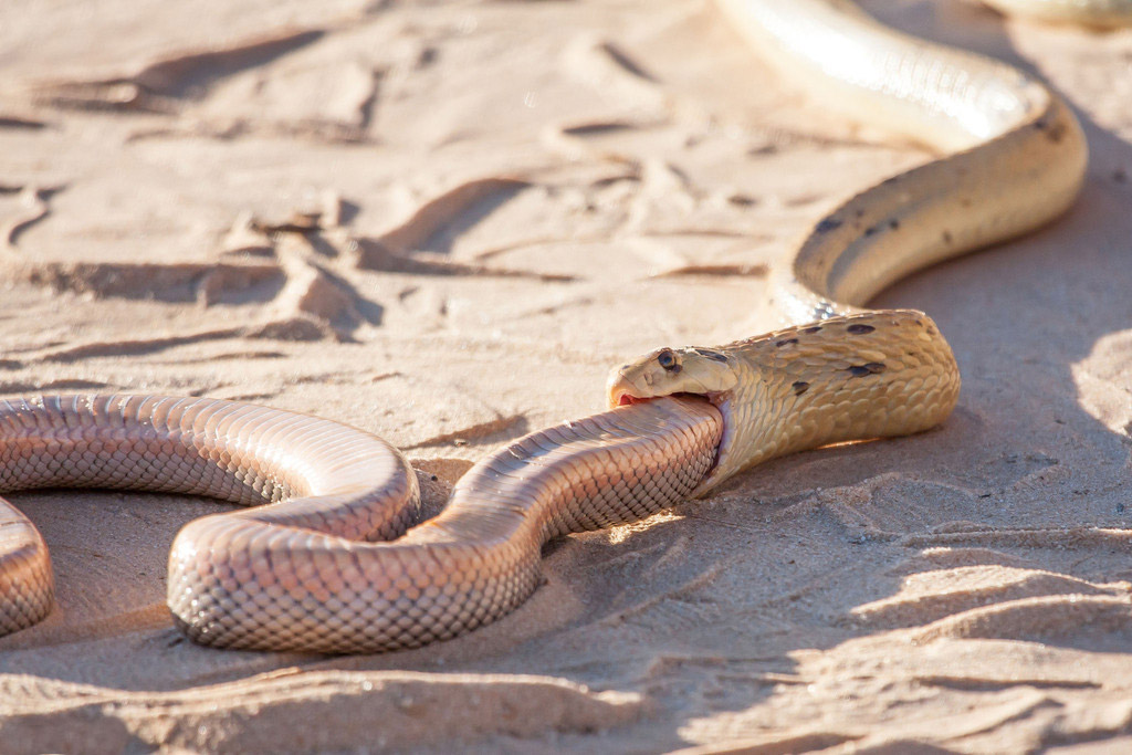 摄影师南非拍眼镜蛇捕食同类 艰难吞咽吃了近一小时【3】