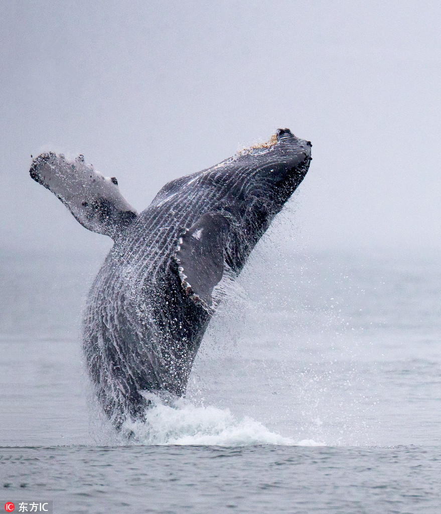 加拿大驼背鲸空中华丽翻身 360度旋转水花四溅