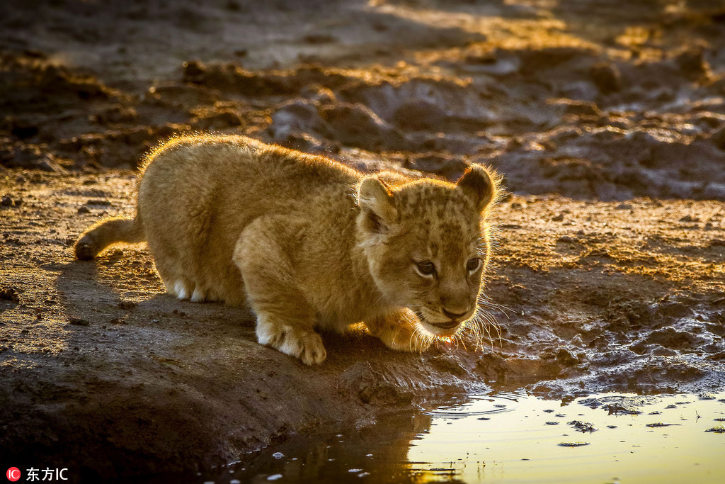 南非狮宝宝初学吼叫 张嘴怒吼狮子王霸气十足