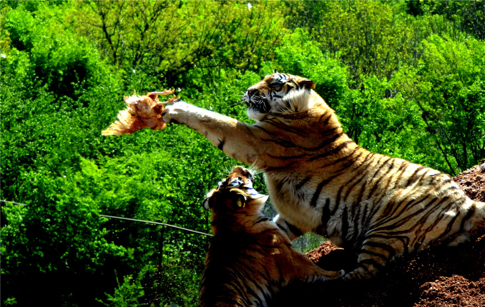 �Դ���Ʒѡ��14.����ǿʳ ������