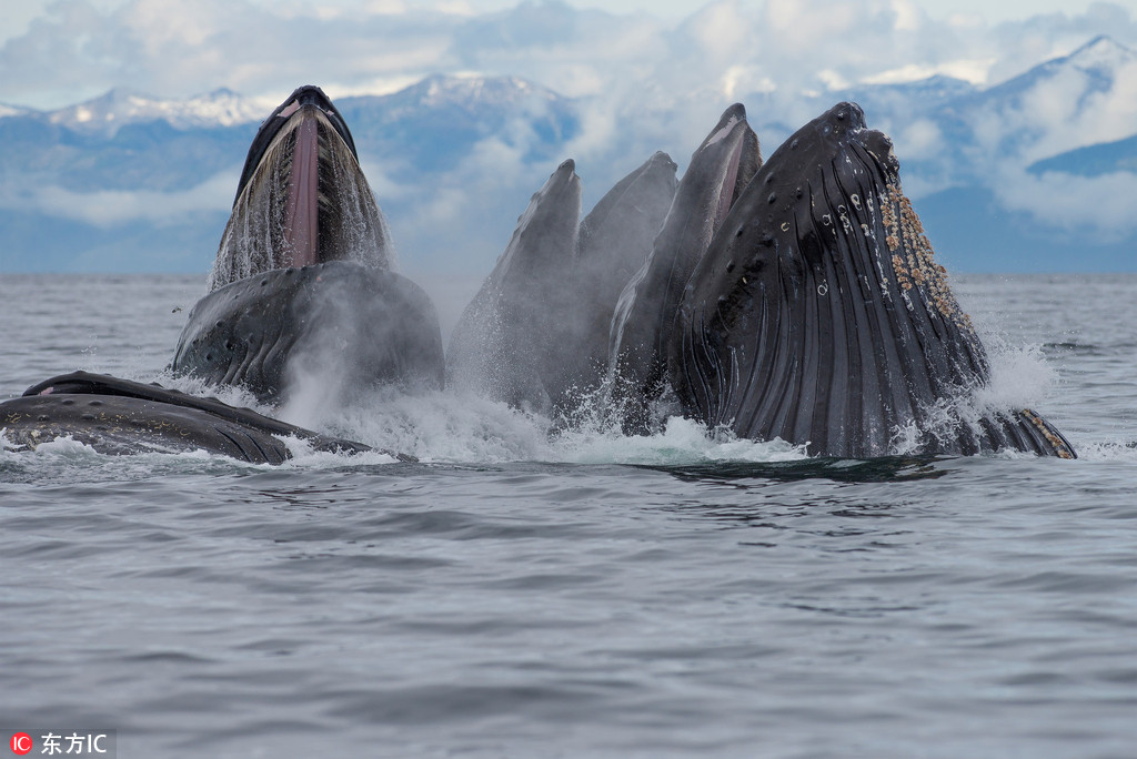 阿拉斯加驼背鲸合力织泡泡网捞鱼 血盆大口巨