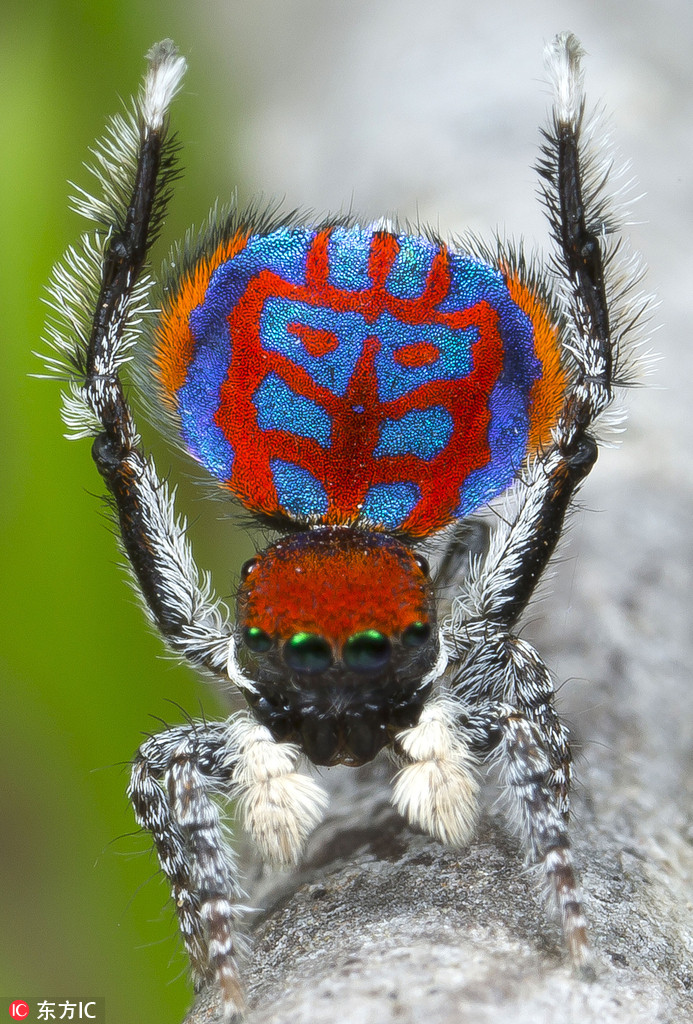 澳洲生物学家拍孔雀蜘蛛 颜色绚丽十分惊艳