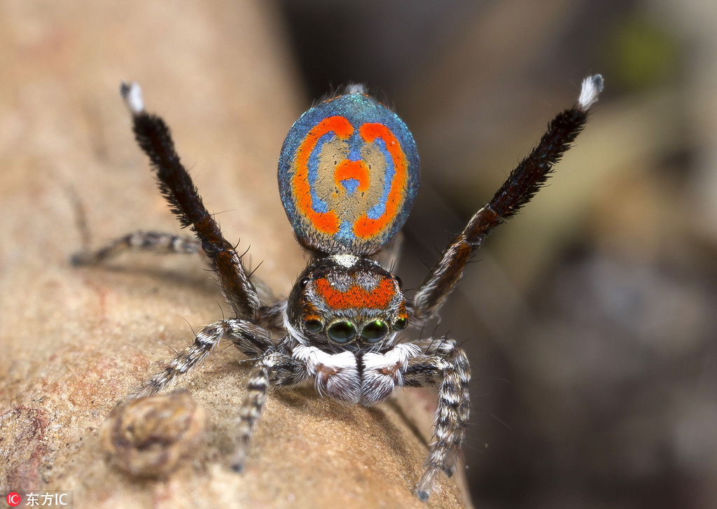 澳洲生物学家拍孔雀蜘蛛 颜色绚丽十分惊艳【2】
