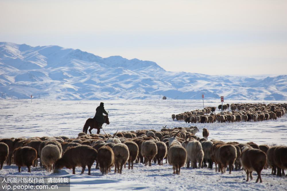 新疆北部哈巴河县10万牲畜转往冬牧场