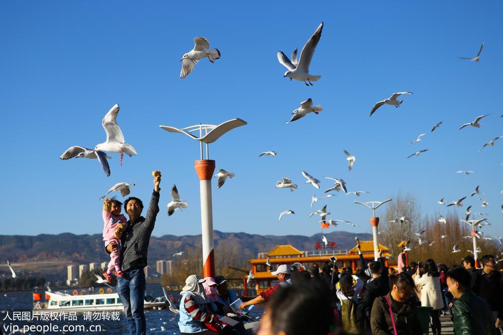 2017年1月14日，市民和游客在昆明滇池海埂大坝给红嘴鸥喂食。