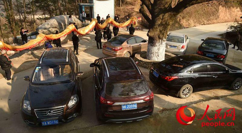 古樹見証金沙灣不斷增多的小車