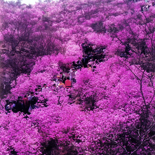 6.大珠山杜鵑花海