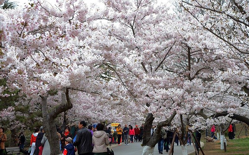 7.青島中山公園百年櫻花大道