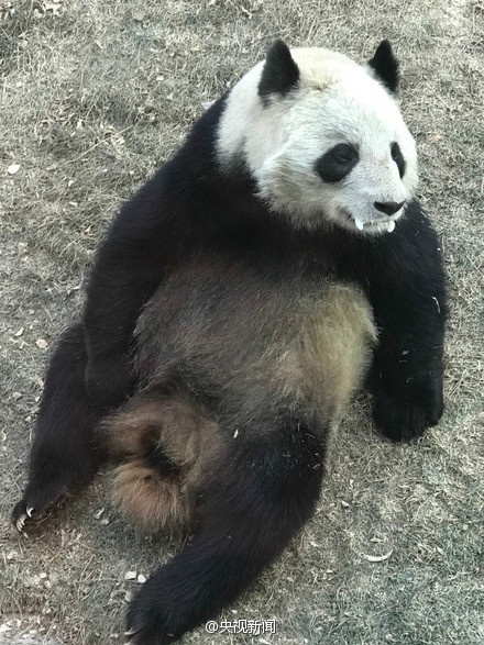兰州官方回应“熊猫口吐白沫”：属正常现象