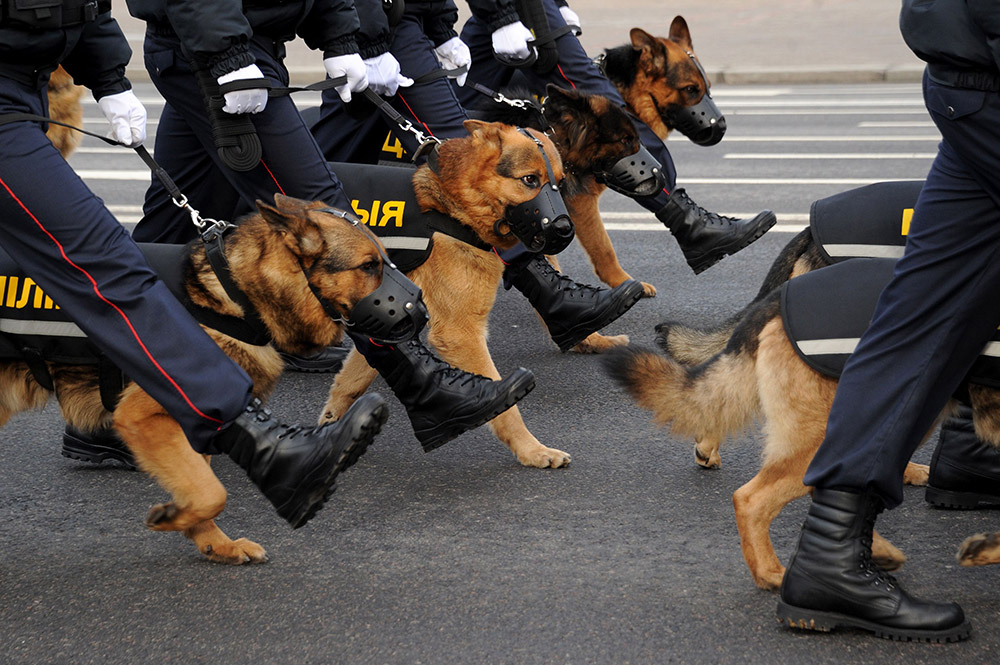 警犬在白俄羅斯明斯克參加白俄羅斯警察部隊成立100周年慶祝活動