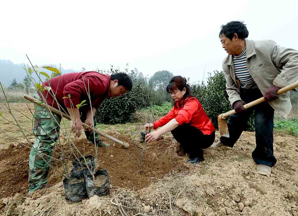 2017年2月17日，全國人大代表楊莉（中）在湖南省平江縣的蘭家洞合作社向貧困群眾介紹種植梔子苗的技術。