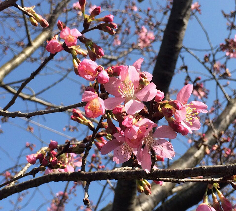 福建仙游：來洋櫻花俏 齊放滿園春【3】