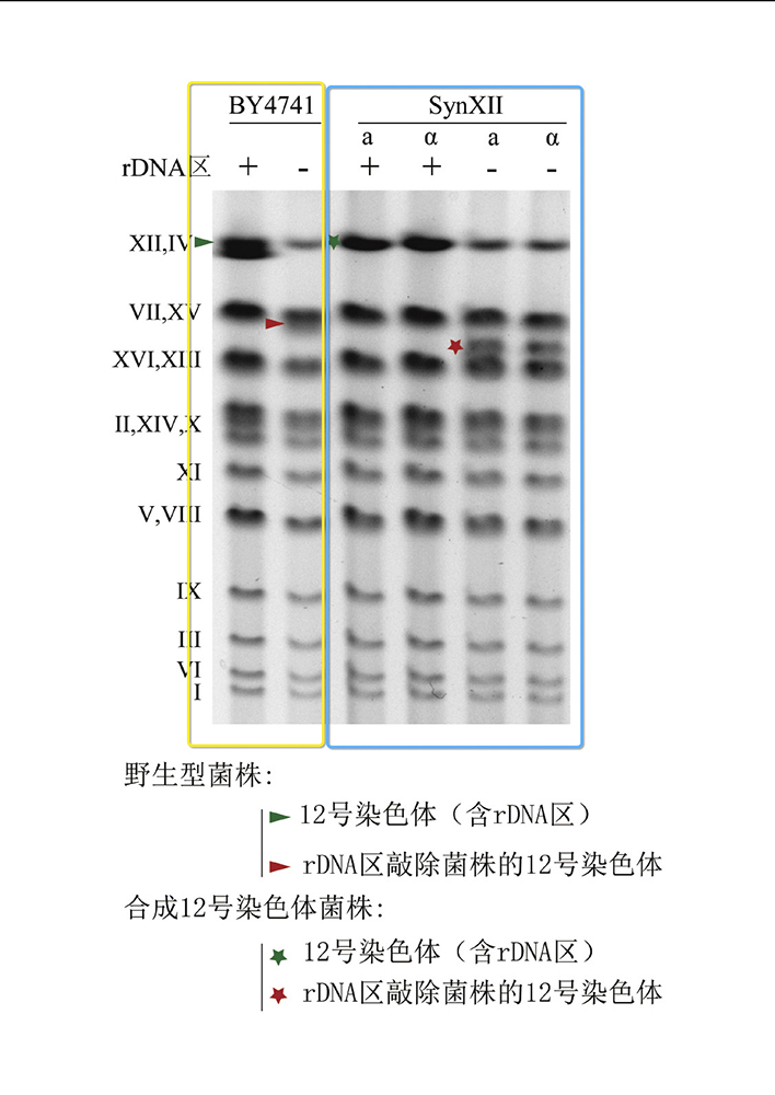 這是釀酒酵母染色體在脈沖場電泳下，按照染色體的長度大小被分離開以后，用特殊染料染色后拍攝而成的。左邊黃框中是天然野生型酵母，箭頭指向其12號染色體﹔右邊藍框中是帶有合成12號染色體的酵母，星號指向其12號染色體。在去除核糖體DNA（rDNA）的實驗開始前，兩種酵母的12號染色體在脈沖場電泳下的條帶位置用綠色的箭頭和星表示。當實驗人員將核糖體DNA（rDNA）從兩種酵母的12號染色體上去除以后，相應的染色體變小，所以在脈沖場電泳下的條帶位置就往下移（用紅色的箭頭和星表示）。戴俊彪 供圖