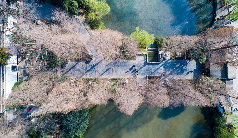 3月11日，游人在包河公園內賞春。