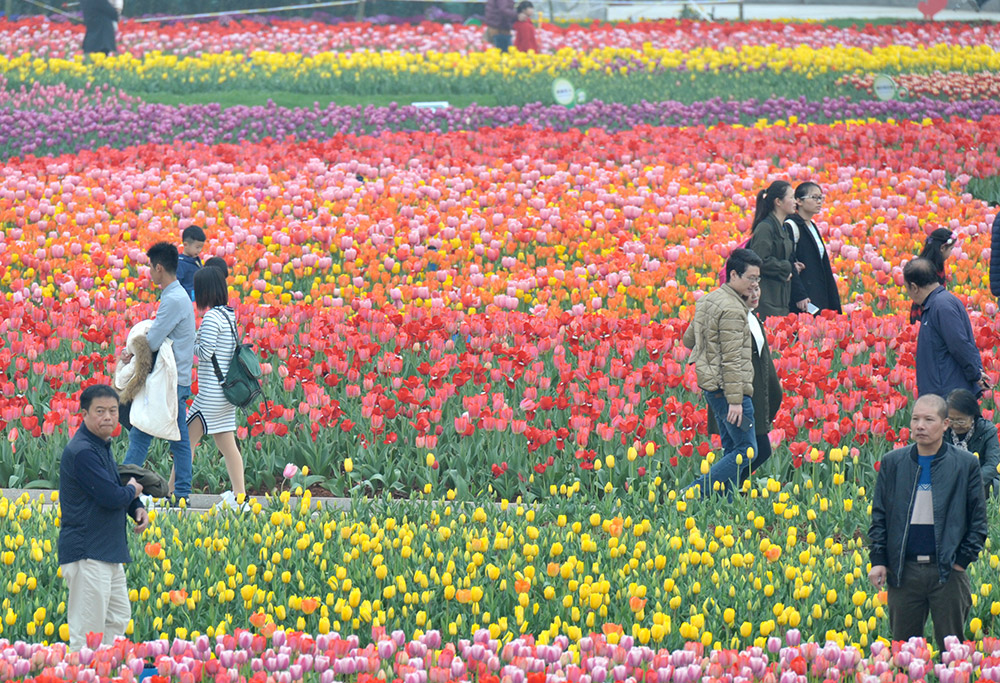 3月11日，游客在湖南省森林植物園內觀賞郁金香。