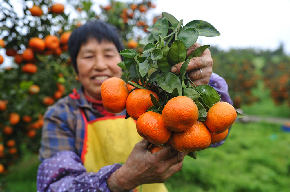 重庆长寿区:晚熟柑橘喜丰收
