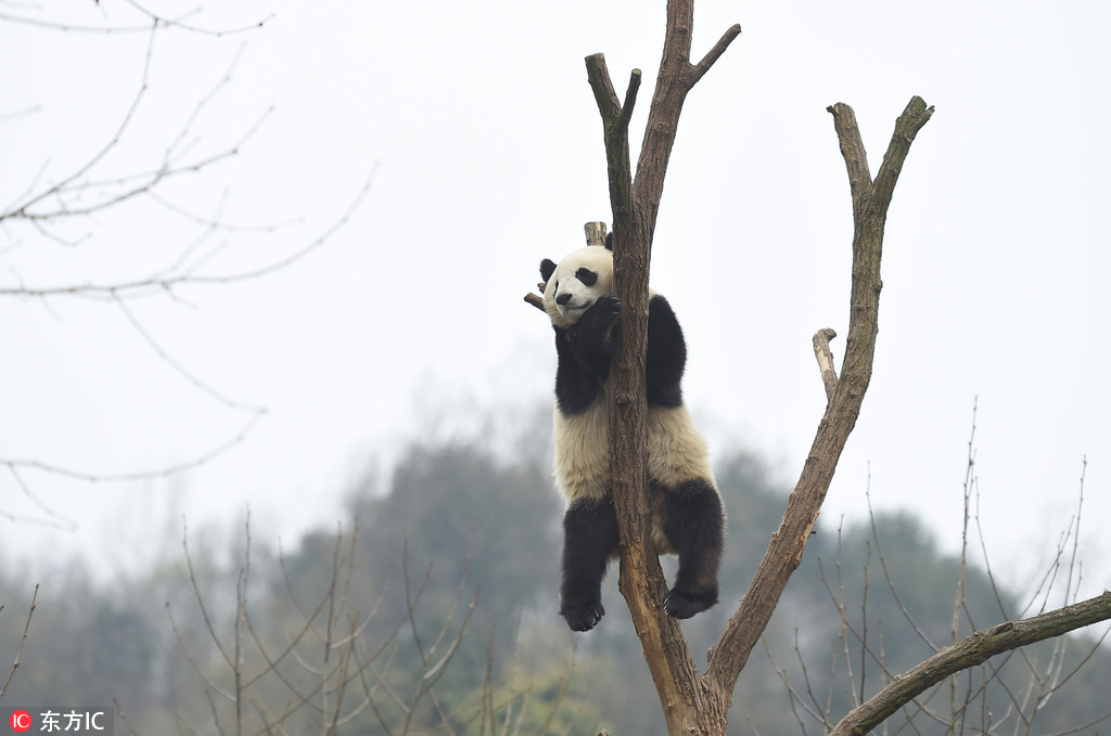兰州大熊猫 蜀兰 回家 提前探访成都都江堰熊猫