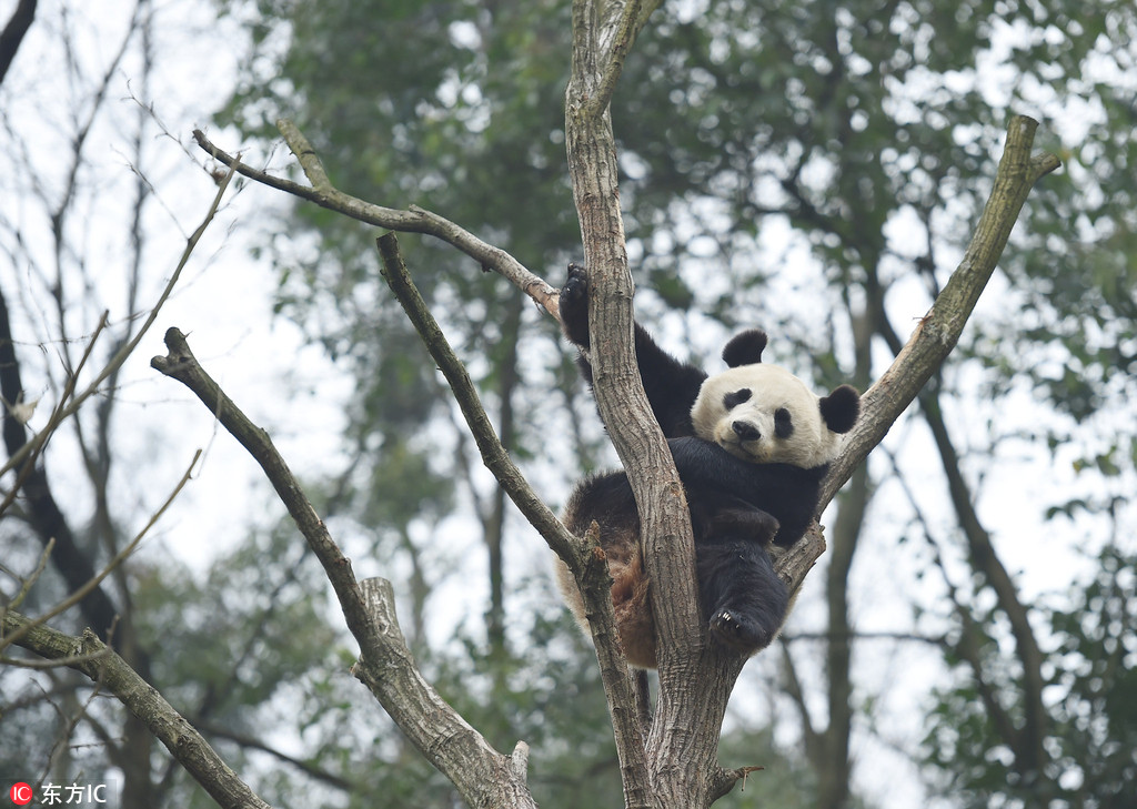 兰州大熊猫蜀兰回家 提前探访成都都江堰熊猫