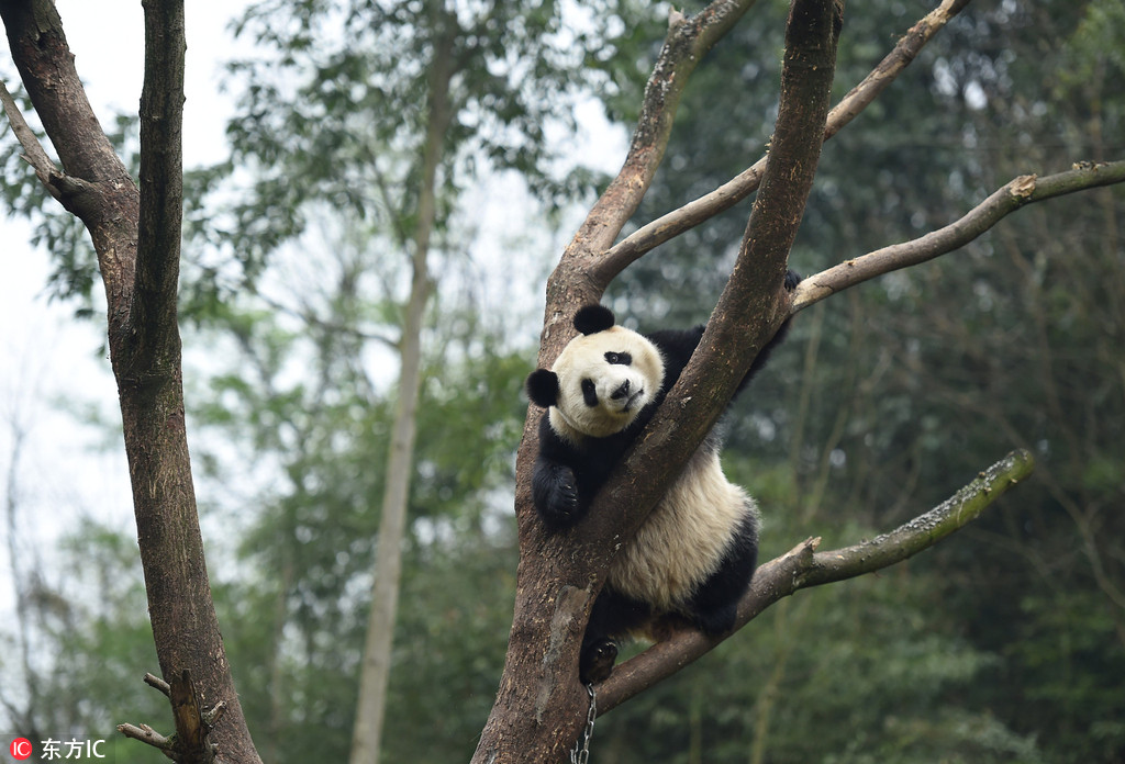 熊猫 蜀兰 回家 提前探访成都都江堰熊猫乐园居